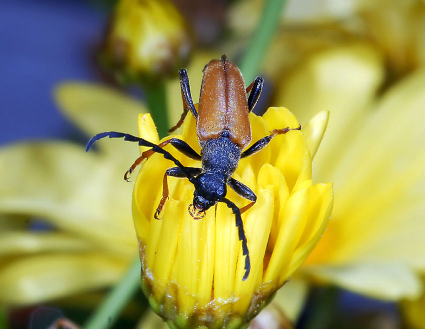Insetto su fiore giallo
